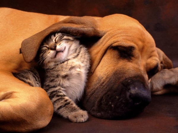 cat-and-dog-bestfriends-600x450